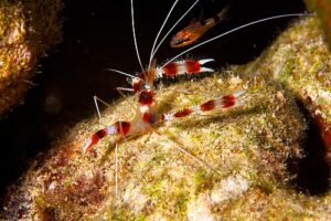 Tutto su invertebrati più comuni nell acquario marino 500px stenopus hispidus (46585256025)